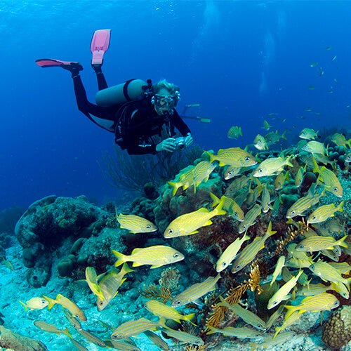 Tropical diving with fish