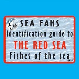 Trident Fish Identification Fans - Red Sea - 1